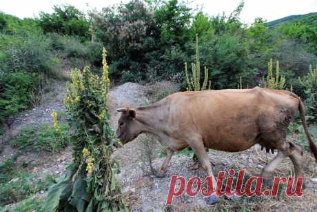 Кого доят, если коров нет, а полки в магазинах ломятся от молочных продуктов? Секреты от бывшего рабочего молочного завода | Ершова Марина | Яндекс Дзен