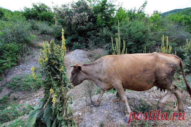 Кого доят, если коров нет, а полки в магазинах ломятся от молочных продуктов? Секреты от бывшего рабочего молочного завода | Ершова Марина | Яндекс Дзен