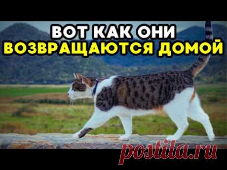 Как коты находят дорогу домой? Научное объяснение этого феномена!
