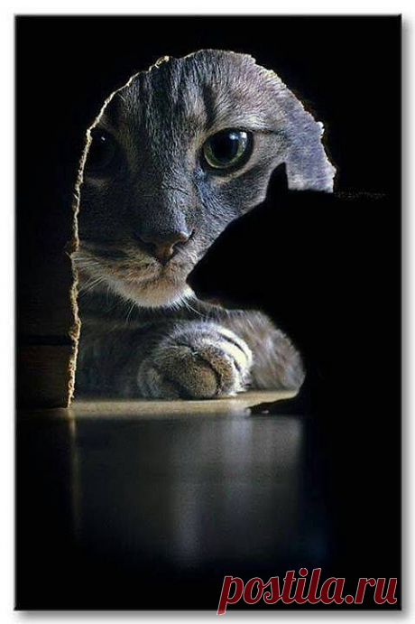 Кошки-мышки