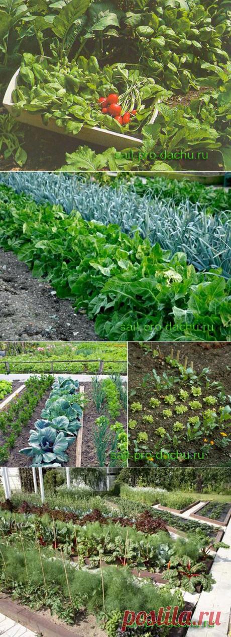 Севооборот на грядках. Урожай – круглый год