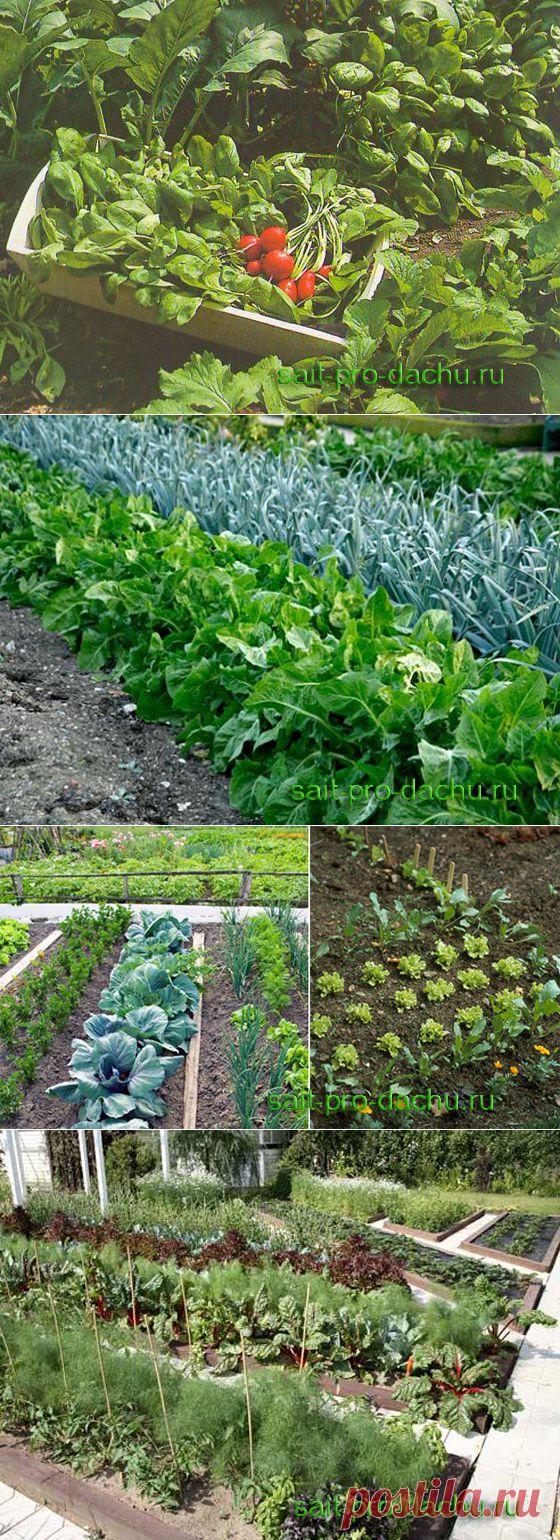 Севооборот на грядках. Урожай – круглый год