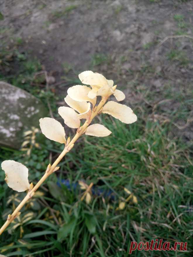 Бересклет Форчуна «Солнечное пятно» (Euonymus fortunei «Sunspot»)