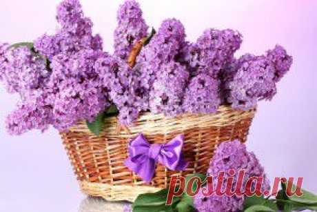 Популярные сегодня обои - обои на рабочий стол