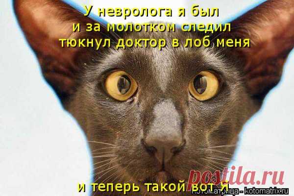 Котоматрица: У невролога я был и за молотком следил тюкнул доктор в лоб меня...