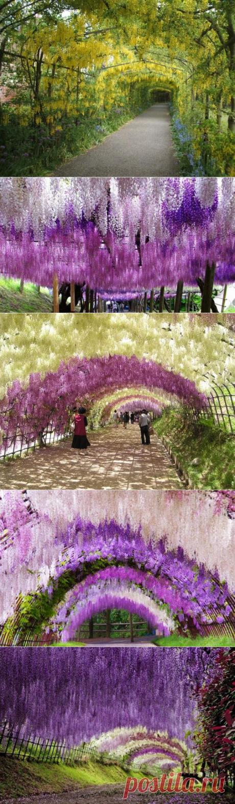 (+1) - Сад Кавати Фудзи и тоннель цветов в Японии | Улетные картинки