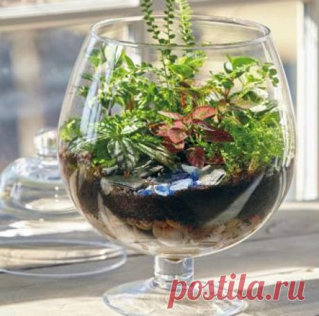 How to build a terrarium | Garden Gate