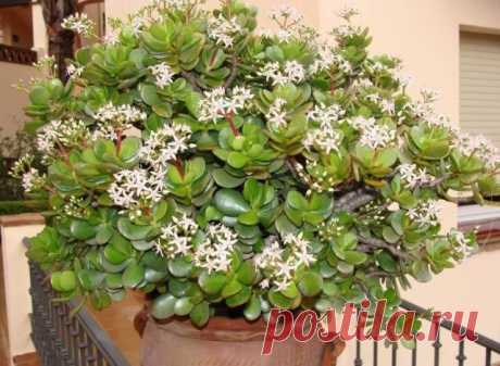 Когда цветёт денежное дерево и как заставить