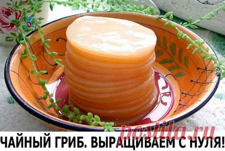 ЧАЙНЫЙ ГРИБ. ВЫРАЩИВАЕМ С НУЛЯ!

В наши дни мода на чайный гриб вновь возвращается. Но вот удивительно: его даже продают на многочисленных форумах за валюту, пересылают через океан и сокрушаются, если вдруг гриб погибнет. А знаете ли вы, что чайный гриб несложно вырастить самим – из ничего, на пустом месте? И сделать это проще простого.

 Чтобы стать счастливым обладателем чайного гриба, нужно проявить чудеса несознательности в вопросе кухонной гигиены. Точнее – оставить к...
