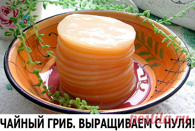 ЧАЙНЫЙ ГРИБ. ВЫРАЩИВАЕМ С НУЛЯ!

В наши дни мода на чайный гриб вновь возвращается. Но вот удивительно: его даже продают на многочисленных форумах за валюту, пересылают через океан и сокрушаются, если вдруг гриб погибнет. А знаете ли вы, что чайный гриб несложно вырастить самим – из ничего, на пустом месте? И сделать это проще простого.

 Чтобы стать счастливым обладателем чайного гриба, нужно проявить чудеса несознательности в вопросе кухонной гигиены. Точнее – оставить к...