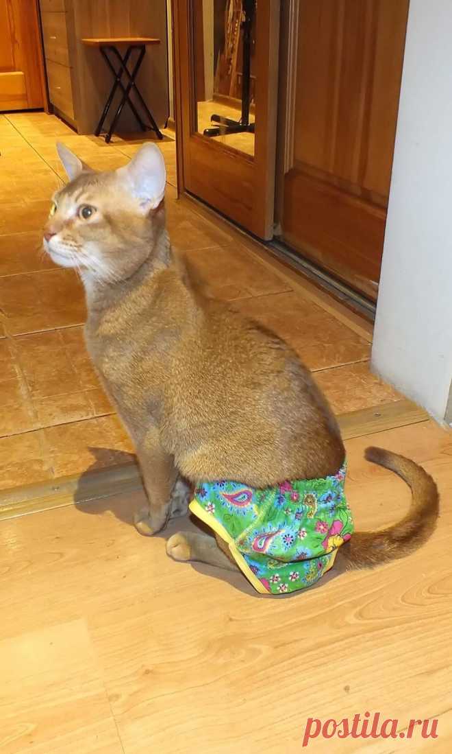 Трусы для кота )))
