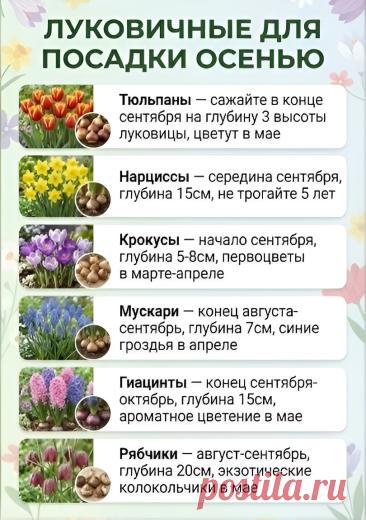 Луковичные для посадки осенью