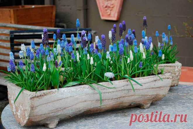 Многолетний садовый цветок Мускари (Muscari). Луковичный многолетник высотой 12-20 см. Луковица пленчатая, 2-3 см в диаметре. Листья приземные узкие. Цветки душистые, мелкие - синие, голубые, фиолетовые, белые, собраны в кистевидное соцветие. Цветет в мае - июне.