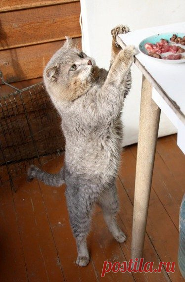 Коты, которых застали врасплох / Приколы