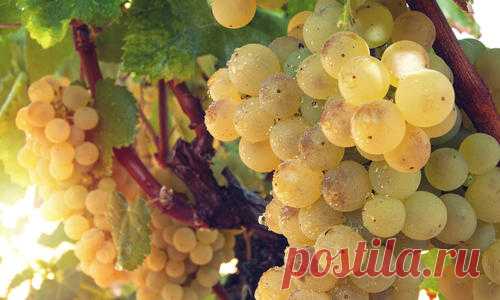 Подкормки для винограда — дело тонкое. У него есть свои предпочтения и довольно строгие ограничения в рационе. Подробно о том,