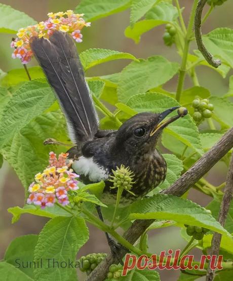 Oriental Magpie Robin (Juvenile)