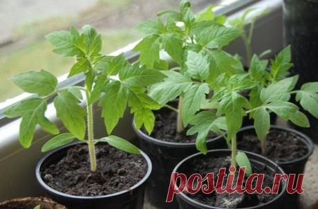 Пикировка томатов: 8 обязательных правил