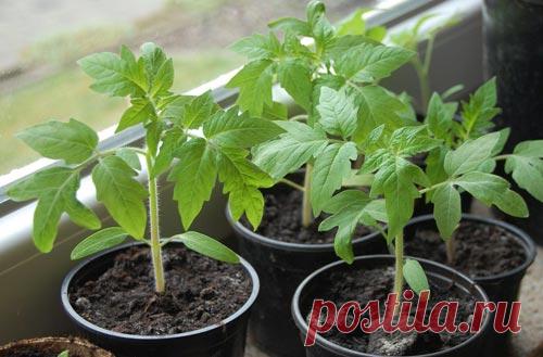 Пикировка томатов: 8 обязательных правил