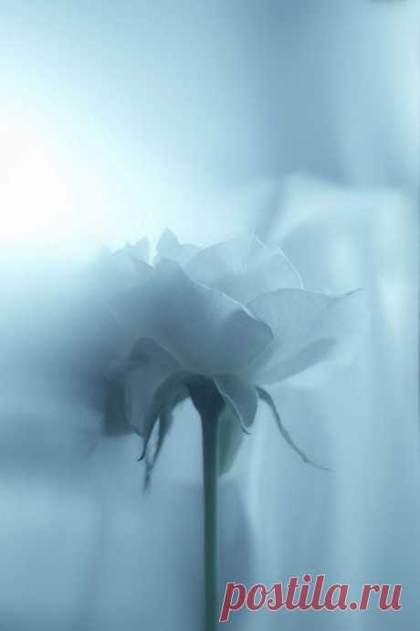 It is the morning and the evening star.. 
Sinclair Lewis 1885-1951    Facebook