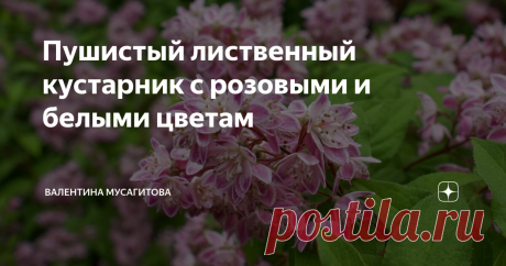Дейзия кустарник с розовыми и белыми цветам
