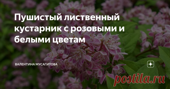 Дейзия кустарник с розовыми и белыми цветам