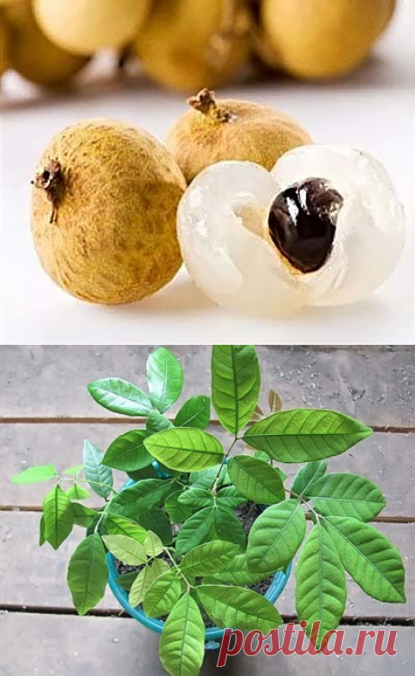 Dimocarpus LONGAN - Интернет-магазин - Адениум дома: от семян до растений. Выращивание и уход.