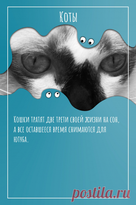 Цитата про «Котов» — Кошки тратят две трети своей жизни на сон, а все…