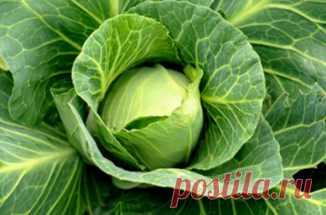 Обрывать ли у капусты листья? | Cчастливый дачник | Яндекс Дзен