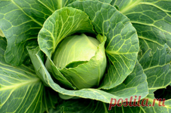 Обрывать ли у капусты листья? | Cчастливый дачник | Яндекс Дзен