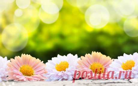 Скачать обои цветы, gerbera, flowers, природа, гербера, белые, цветок, размытость, wallpaper., боке, green background, розовые, nature, цветочек, раздел цветы в разрешении 1280x800