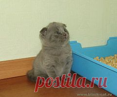 Что делать, если кошка игнорирует кошачий туалет? | Животные