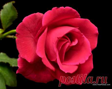 Beautiful+Red+Rose+Flowers+Pictures+3.jpg (1280×1024)