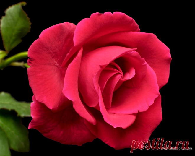 Beautiful+Red+Rose+Flowers+Pictures+3.jpg (1280×1024)