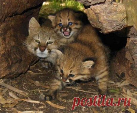 Есть такие виды кошек.....