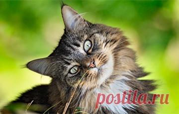 Ученые раскрыли интереснейшую загадку кошек | Чёрт побери Почему кошки всегда приземляются на четыре лапы. Изначально специалистов интересовал вопрос, как кошка понимает, в какую именно сторону ей следует переворачиваться. Как оказалось, за это отвечает хорошо развитый вестибулярный аппарат. Природа создала у них во внутреннем ухе рецептор, который позволяет кошкам узнавать, в каком положении они находятся относительно земли, пишет newsyou.info. Ученые посмотрели, как пере...