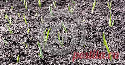 Herbage With Shoots Of Green Onions Stock Photo - Image: 92235348