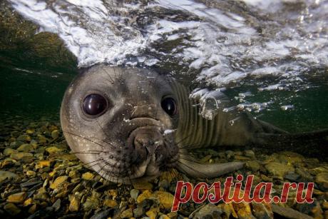 Невероятные фотографии животных Пола Никлена | Современное искусство