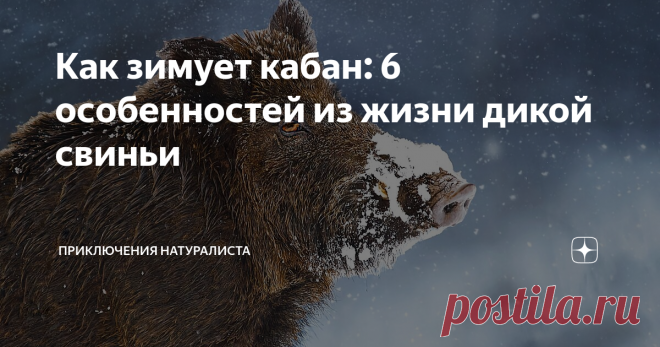 Как зимует кабан: 6 особенностей из жизни дикой свиньи Бедному кабану не только холодно, но ещё и голодно зимой. А ещё очень и очень неудобно: постоянный бег по пересечённой местности, сплошь усыпанной сугробами, никому не доставит удовольствия. Мало того, что еды не хватает, так охотники постоянно нервируют. Зимний период для кабана — настоящий тест на прочность, даже учитывая невероятные особенности его кабаньей физиологии.