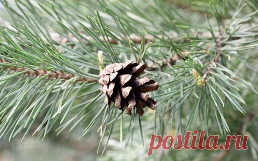 Хвойные деревья не плохо справляются с вирусами и микробами.