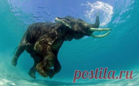 красивые фотографии природы, животных , цветов, людей и др.: 19 тыс изображений найдено в Яндекс.Картинках