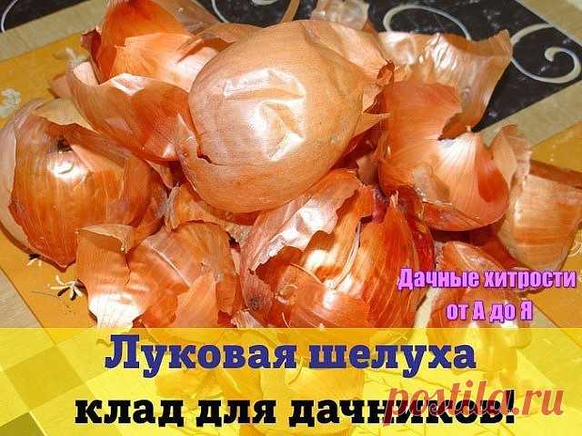 Луковая шелуха — один из резервов повышения урожайности. Её отвар содержит полный набор таблицы Менделеева: кальций, калий, марганец, магний, железо, медь, селен, хром, бор, медь и т.д. Шелуха убивает патогенную микрофлору в почве, одновременно подкармливает растение микроэлементами. Действует на растения, как настойка женьшеня на человека. Отвар и настой стимулируют рост растений. Они становятся более устойчивыми к болезням и вредителям.

Луковая шелуха для огурцов

Как т...