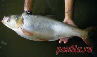 Белый толстолобик на технопланктон