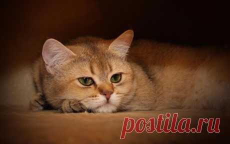 Пушистые мыслители. Подборка фотографий задумчивых котиков, которая наверняка поднимет вам настроение! | Позитив от Мяу | Яндекс Дзен