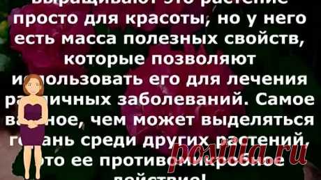 Избавляемся от давления, радикулита, отита и не только при помощи герани