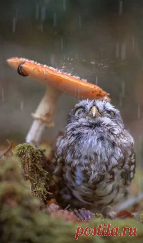 Animal life – Google+