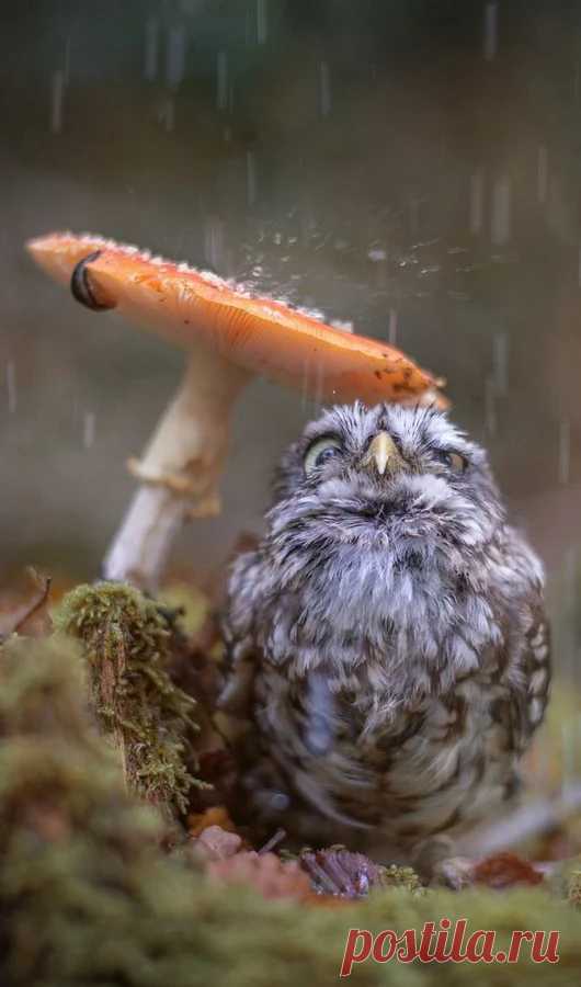 Animal life – Google+