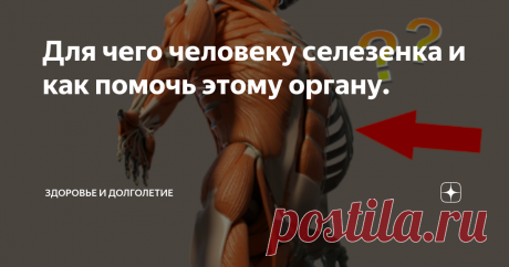 Для чего человеку селезенка и как помочь этому органу. Для чего человеку нужна селезенка? Какие функции она выполняет? Как можно оздоровить этот орган? Что для этого нужно делать и принимать?
Селезенка – это непарный орган, расположенный в левой части туловища позади желудка. По своей сути она является крупным скоплением лимфатической ткани.
Основные функции заключаются в следующих задачах:
· Во внутриутробном периоде селезенка вместе с печенью