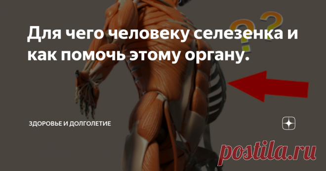 Для чего человеку селезенка и как помочь этому органу. Для чего человеку нужна селезенка? Какие функции она выполняет? Как можно оздоровить этот орган? Что для этого нужно делать и принимать?
Селезенка – это непарный орган, расположенный в левой части туловища позади желудка. По своей сути она является крупным скоплением лимфатической ткани.
Основные функции заключаются в следующих задачах:
· Во внутриутробном периоде селезенка вместе с печенью