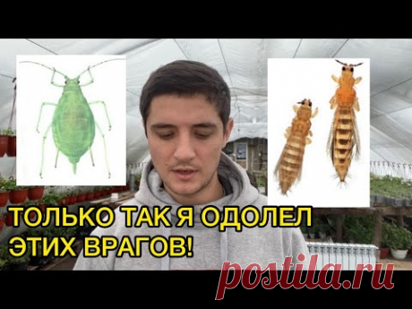 Трипс, тля, белокрылка не устоят от такой схемы борьбы с ними!