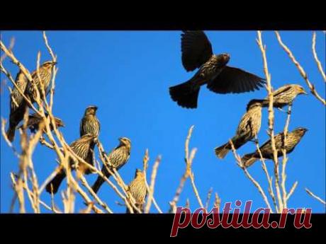 The natural sound of birds chirping + horses trotting and nickering - YouTube